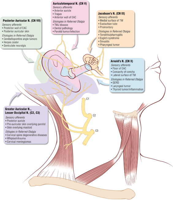Figure: Multiple sensory innervations to the ear (Jaber, Leonetti et al. 2008).