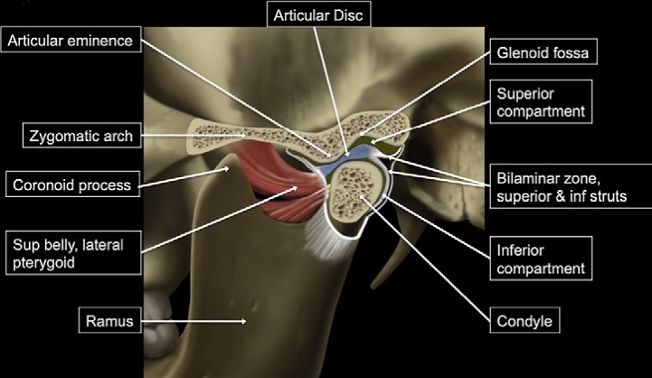Figure: Different components of the temporomandibular joint, including the glenoid fossa.  From https://www.ncbi.nlm.nih.gov/books/NBK538486/ (accessed 1/31/23)