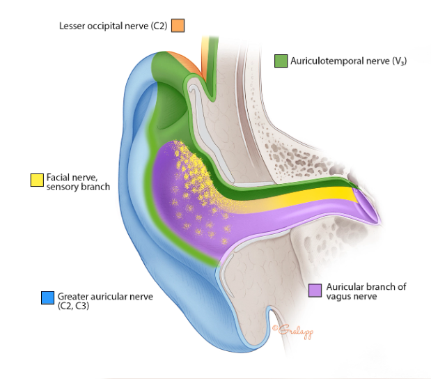 Otalgia and referred otalgia