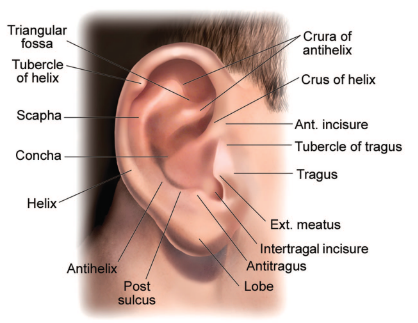 Figure: Anatomical features of the external ear (Janis, Rohrich et al. 2005).