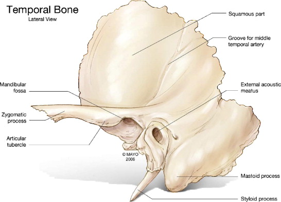 Figure: Illustration of the lateral aspect of the left temporal bone with landmarks.  From Gladwell and Viozzi (2008).