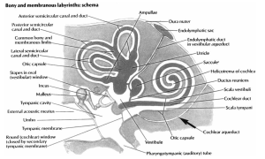 Figure: Inner ear fluid systems and the communication between the perilymph and the cerebrospinal fluid through the cochlear aqueduct. From Walsted (2000).