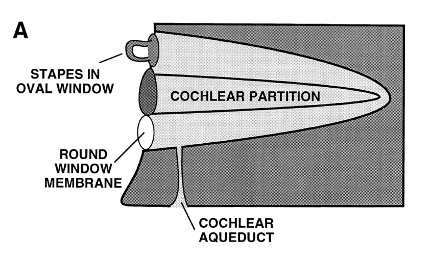 Figure: Schematic depiction to the hydraulic arrangement of the stapes (in the oval window), the cochlea, the round window and the cochlear aqueduct.  From Gopen et al. (1997).