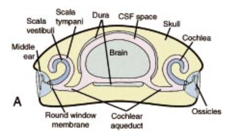 Figure: Schematic of ear anatomy, emphasizing the connection between the perilymphatic space of the cochlea and the cerebrospinal fluid space. From Stover et al. (2000).
