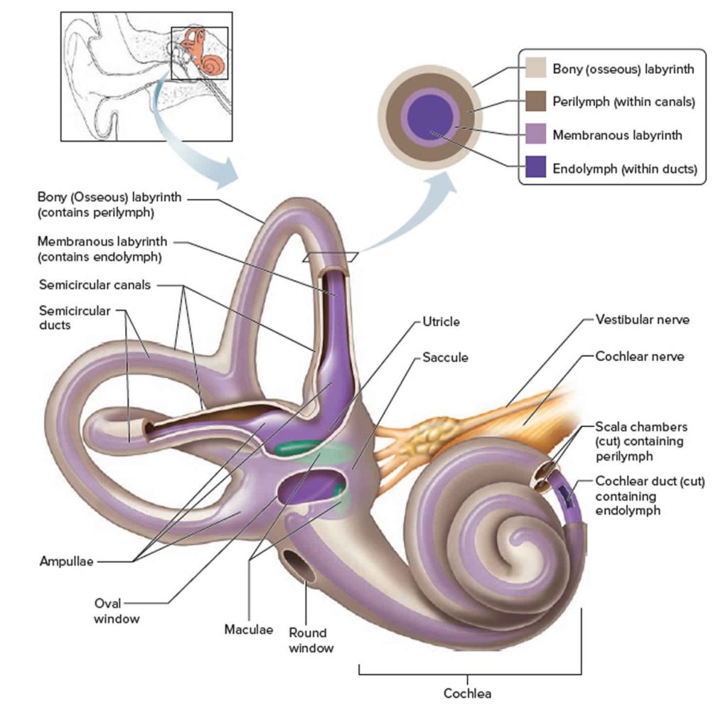 Figure: The labyrinth, with membranous, bony, endolymph and perilymph components. From https://healthjade.net/vestibular-system/ (accessed 2/8/23).