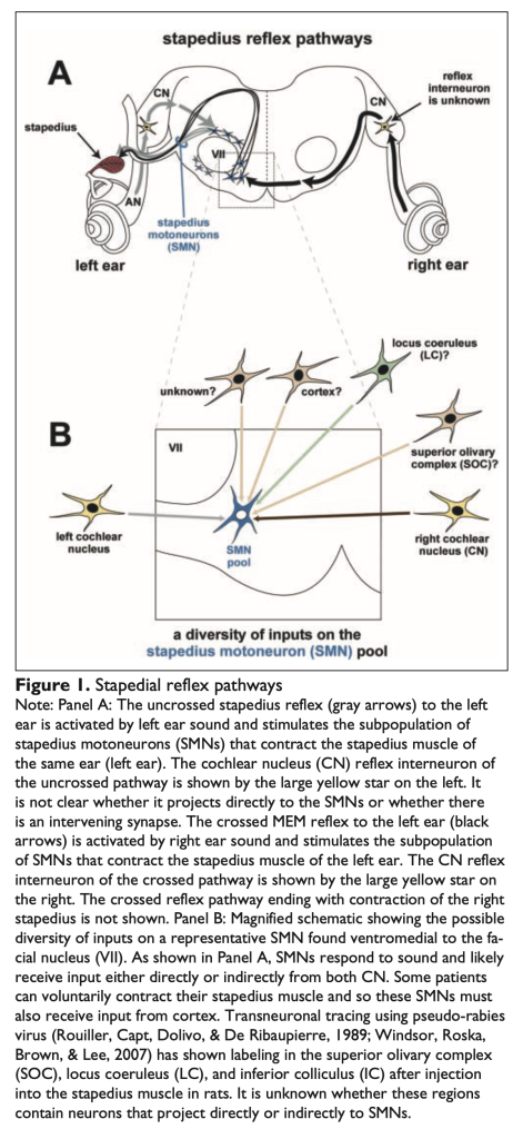 Figure: Neuroanatomical pathway mediating the stapedial reflex.  From Mukerji et al. (2010).