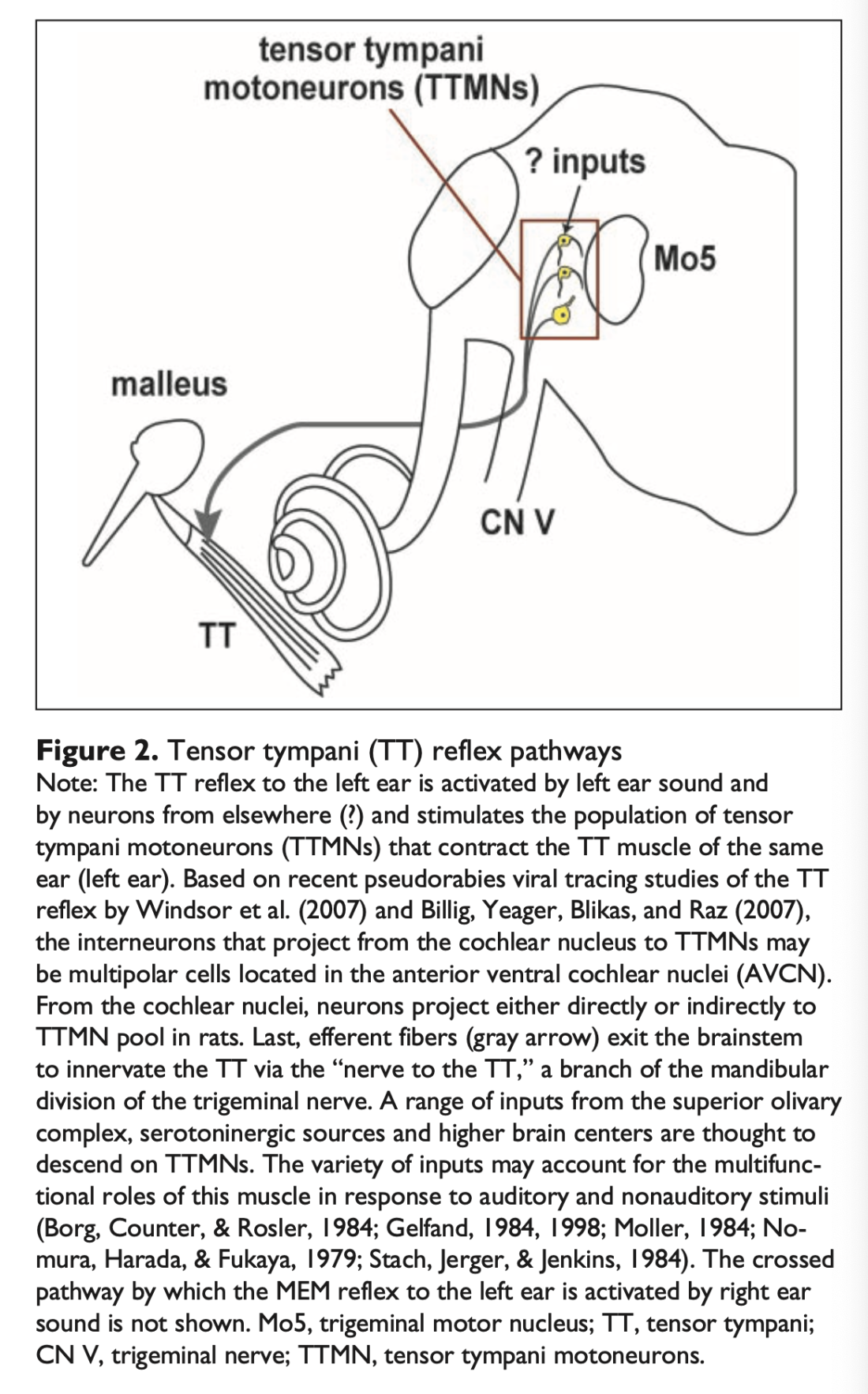 Middle ear myoclonus