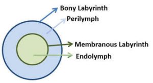 Figure: Schematic of the relationship between the bony labyrinth (which contains perilymph), within which is also the membranous labyrinth (containing endolymph). From https://www.avorahealth.com/peripheral-vestibular-system.html (accessed 2/8/23).