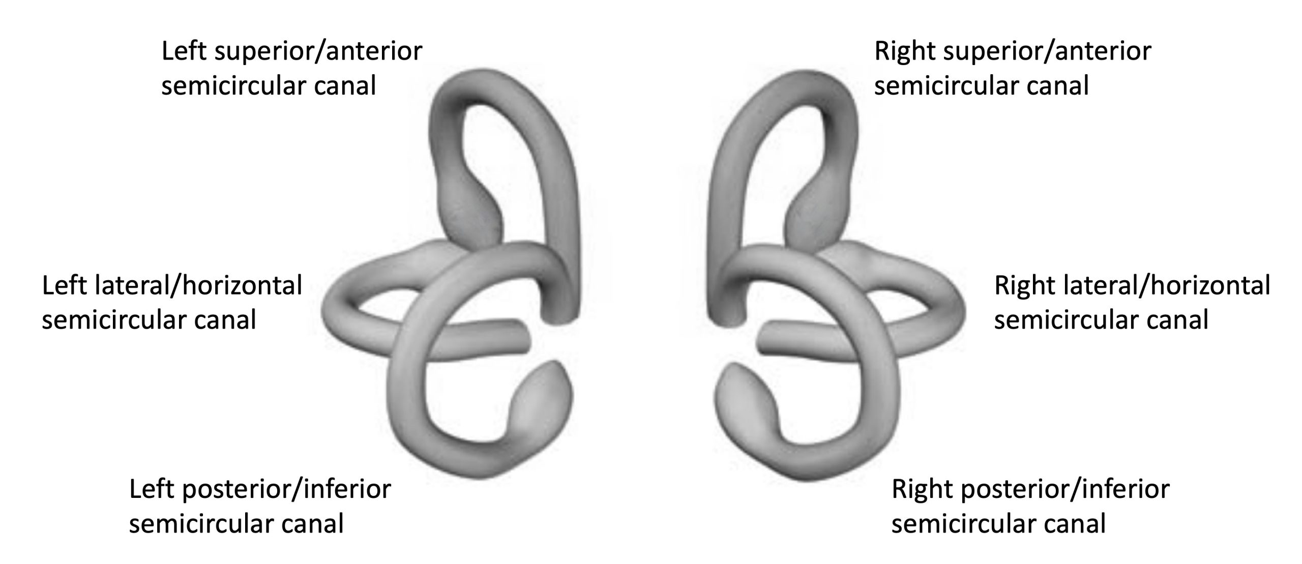 Figure: Six semicircular canals, as viewed from the back of the head. From Helminski (2012).