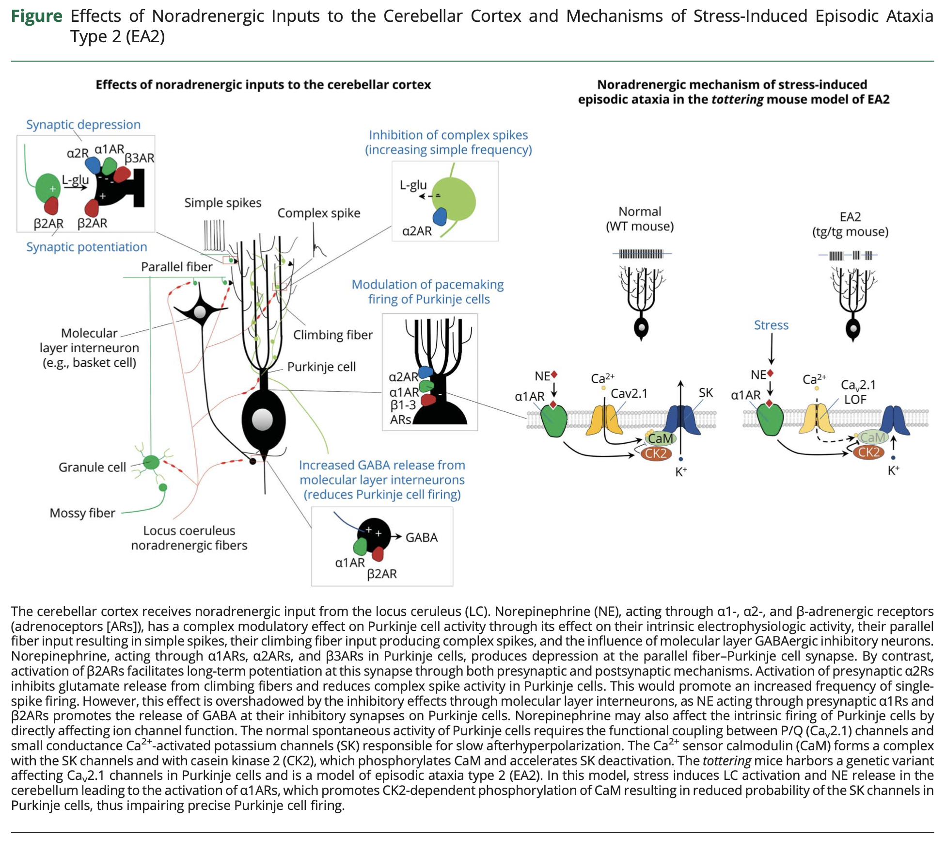 Figure: Effects of noradrenergic inputs to the cerebellar cortex and mechanisms of stress-induced episodic ataxia type 2.  From Benarroch (2023).