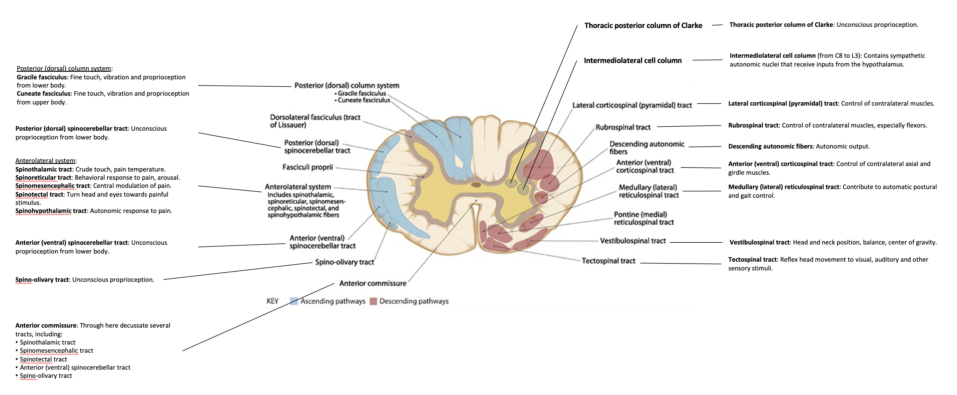 Figure: Overview of spinal cord anatomy.  Adapted from Cho (2015).