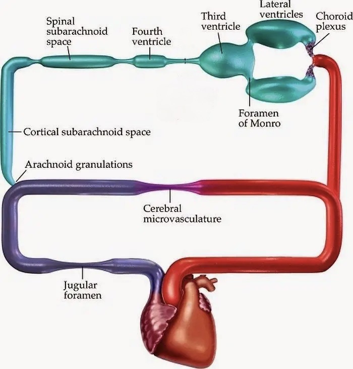 Figure: Schematic of cerebrospinal fluid flow.  Adapted from https://ibiologia.com/cerebrospinal-fluid-functions-composition/ (accessed 3/21/23).