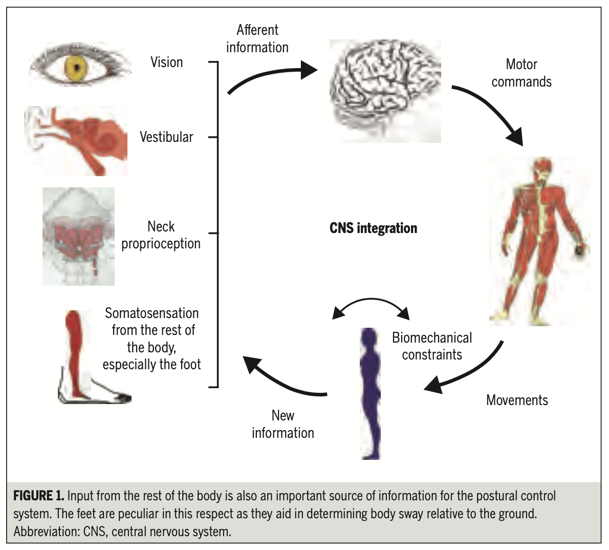 Figure: Schematic of multi sensory integration and motor output relevant for cervicogenic vertigo.  From Krstjansson and Treleaven (2009).