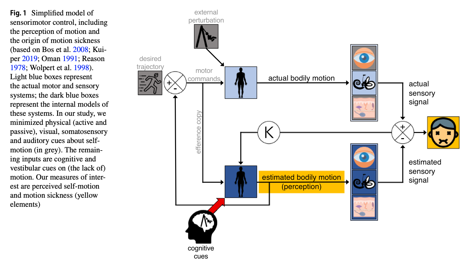 Figure: A proposal of how cognitive factors can influence internal models of motion perception.  From Reuten et al. (2022).