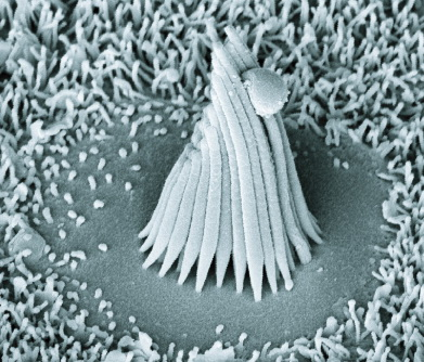 Figure: A single cochlear hair cell embedded among sustentacular cells in the basilar membrane.  From https://commons.wikimedia.org/wiki/File:Haircell_frog_sacculus.jpg (accessed 4/25/2023).