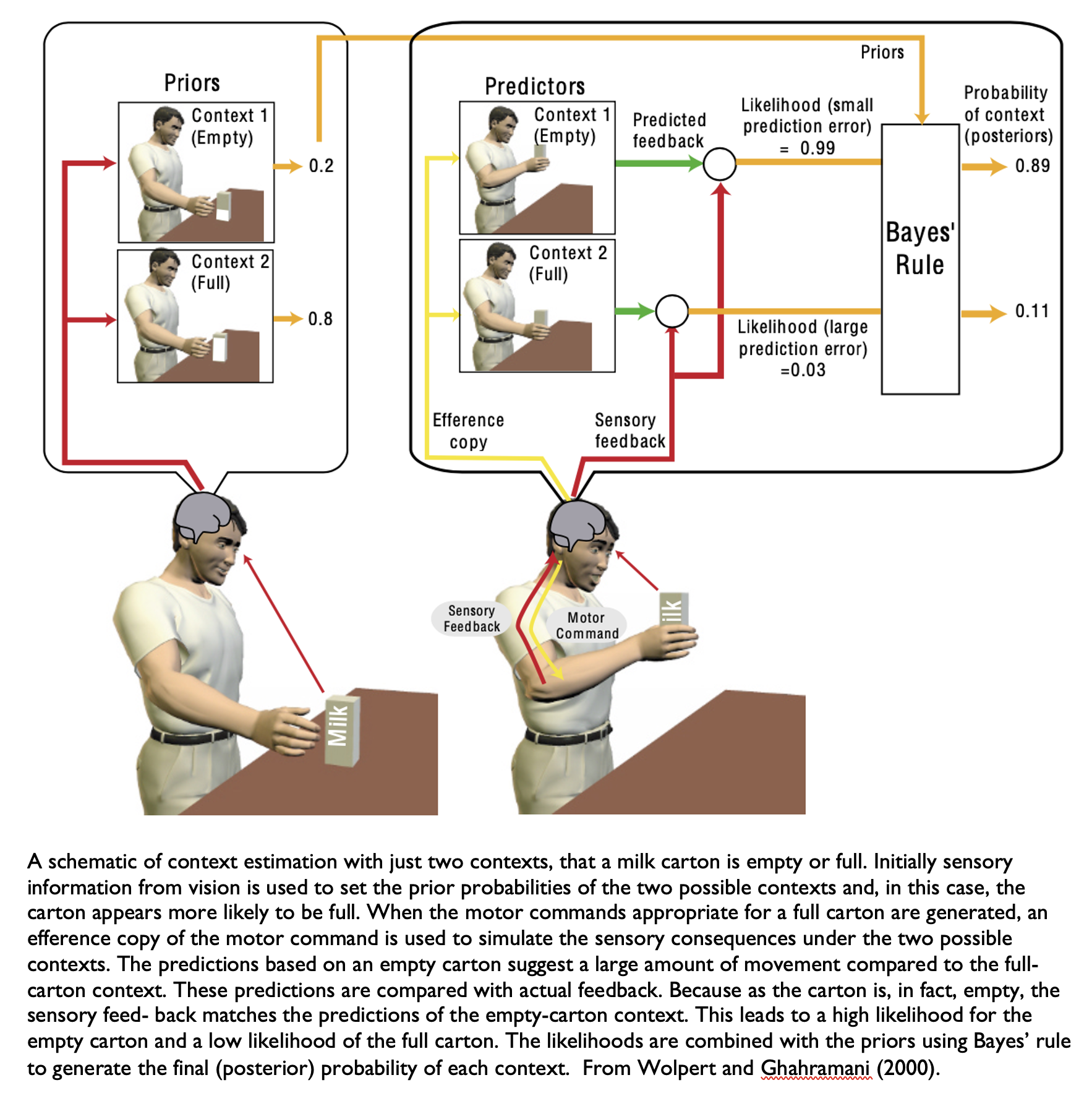 Figure: An illustration of internal modeling.  From Wolpert and Ghahramani (2000). 