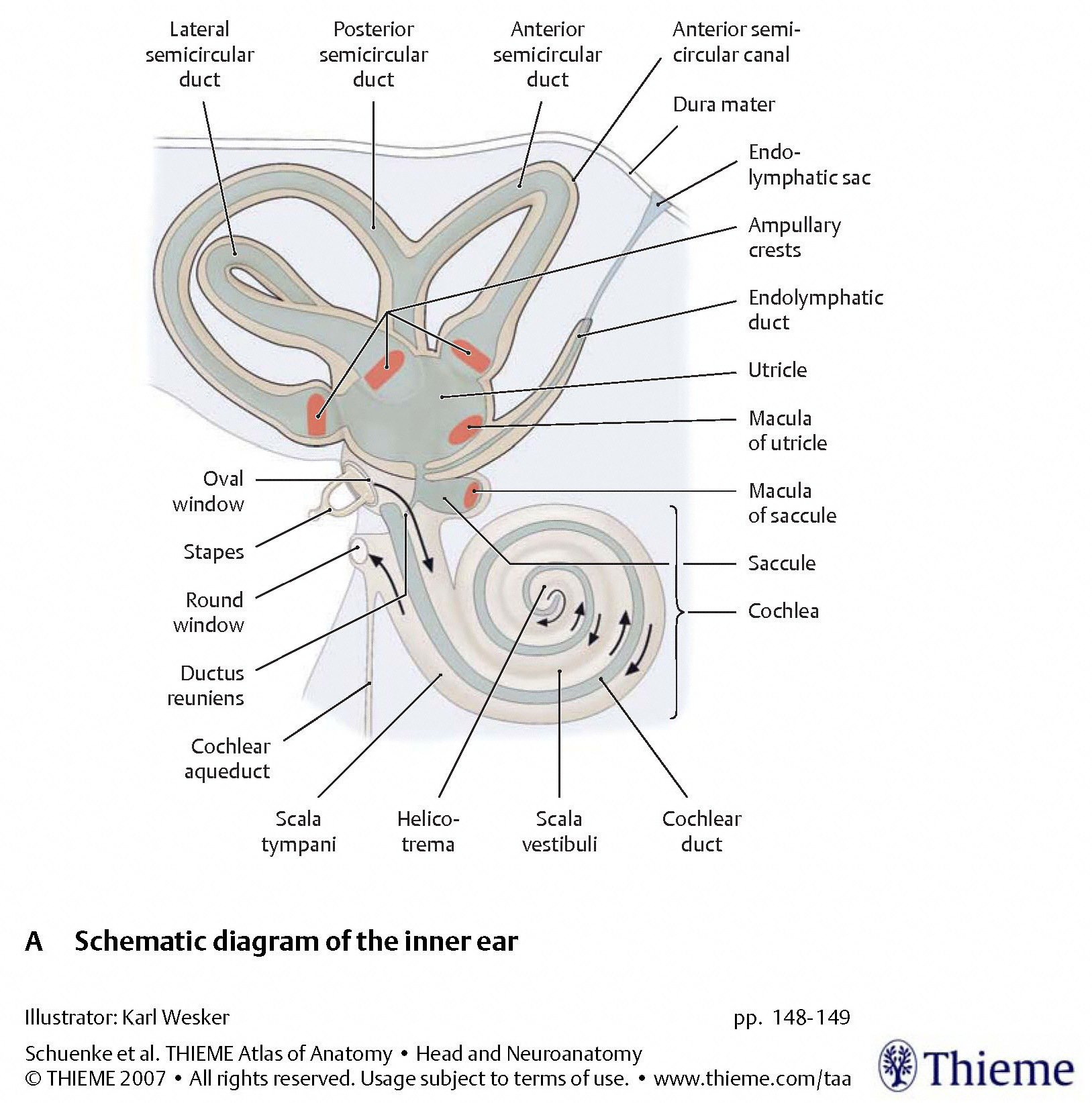 Figure: Arrangement of the five vestibular end-organelles in the labyrinth.  From Schunke et al. (2007).
