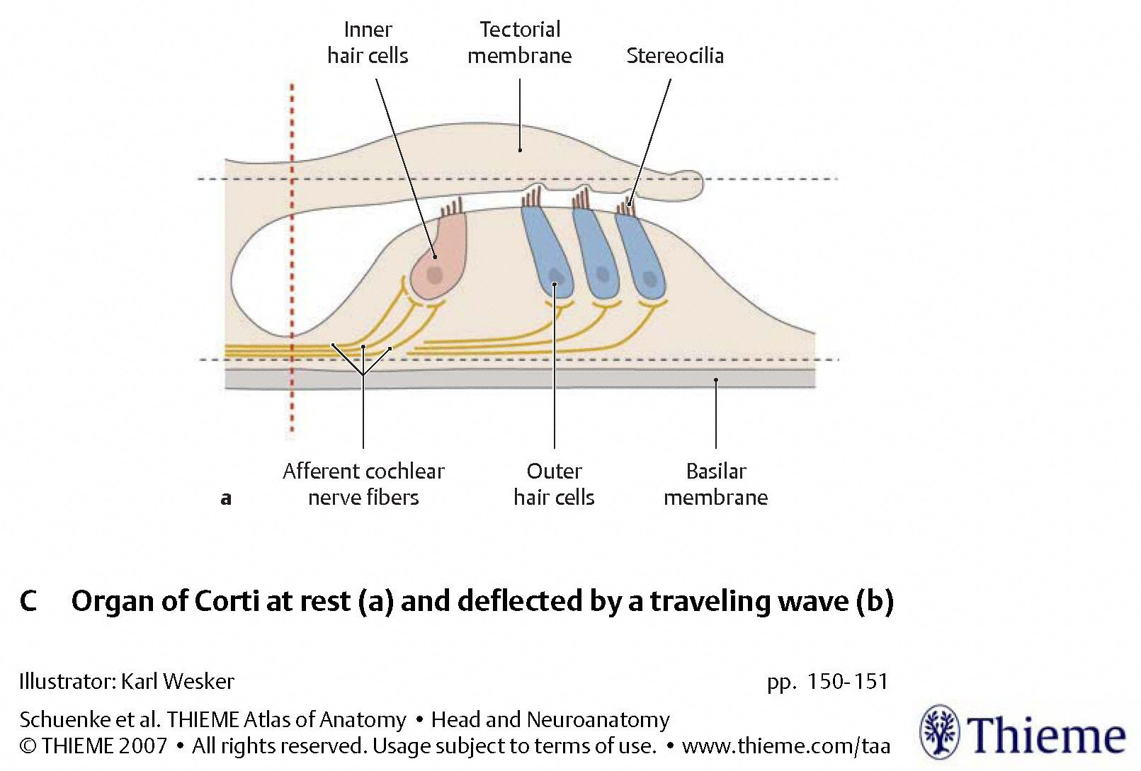 Figure: Basilar and tectorial membranes at rest.  From Schunke et al. (2007).