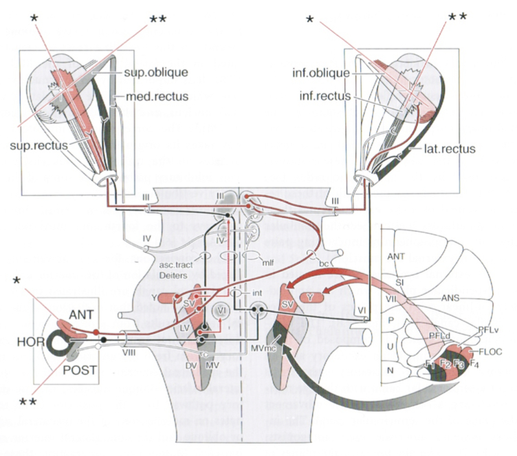 Figure: Circuitry connecting activity in the anterior and posterior semicircular canals with vertical and oblique eye movements.  From Niewenhuys et al. (2008, p. 727).