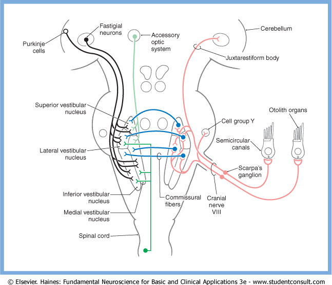 Figure: Commissural projections of the vestibular nuclei.  From Haines (2006, p. 360).