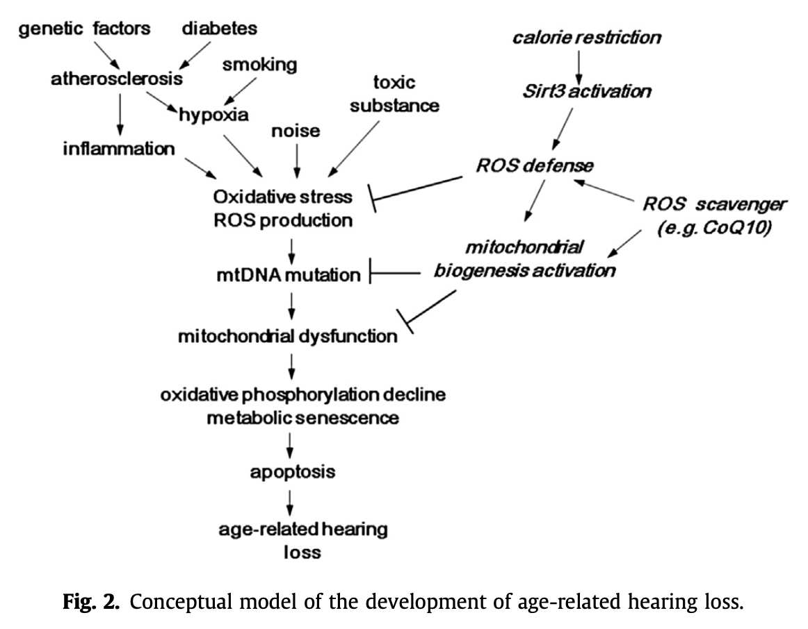 Figure: Conceptual model of factors contributing to presbycusis.  From Yamasoba et al. (2013).