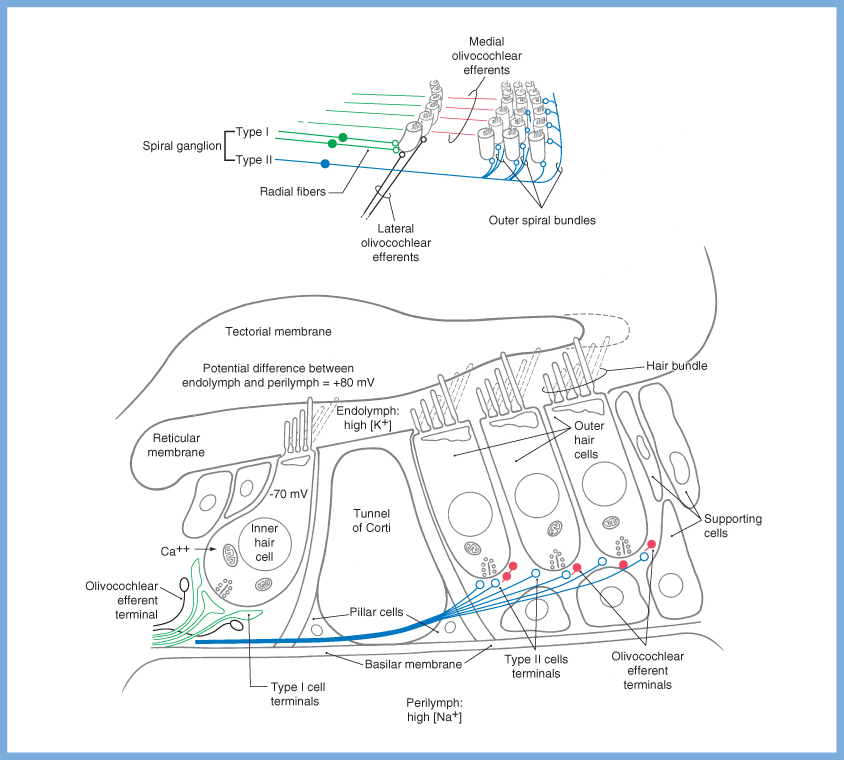 Figure: Deflection of type I (outer) cochlear hair cells, with the consequent ion channel activity.  From Haines (2006).