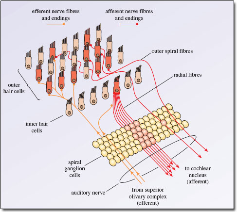 Figure: Descending auditory pathways terminate mostly on type 2 (outer) cochlear hair cells, less on type 1 (inner) cochlear hair cells.  From http://dspace.jorum.ac.uk/xmlui/bitstream/handle/10949/965/Items/SD329_1_section11.html (accessed 2/25/2016).
