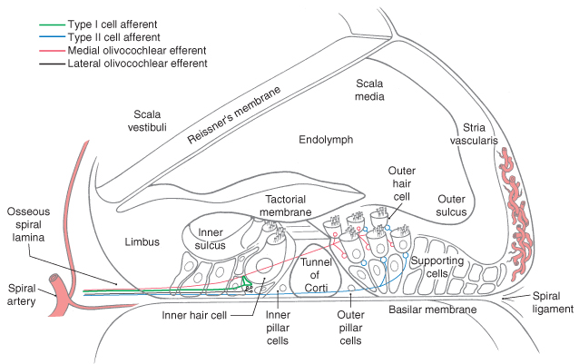 Figure: Detailed schematic cross section of the cochlea.  From Haines (2006).