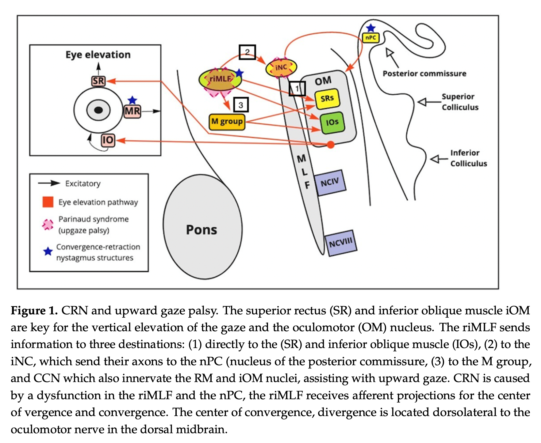 Figure: Diagram of the neural structures involved in Parinaud's syndrome, including those for convergence-retraction nystagmus.  From Ortiz et al. (2021).