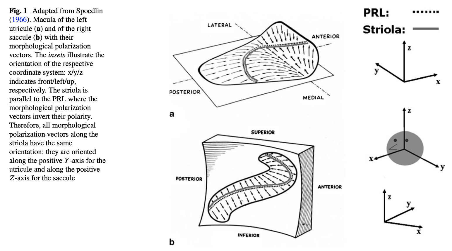 Figure: Directional sensitivities in the otolith organs.  From Dimiccoli et al. (2013).