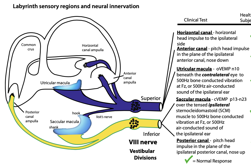 Figure: Distribution of afferent fibers among the divisions of the vestibular nerve.  From Curthoys (2017).