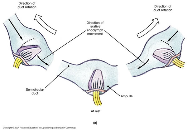Figure: During rotational (angular) acceleration, inertia of the endolymph pushes against the cupula, deflecting hairs of the type 1 vestibular hair cells in the underlying ampullary crest.  From http://www.as.miami.edu/chemistry/2008-1-MDC/2085/Chap-17_New/chap17.htm (accessed 2/25/2016).