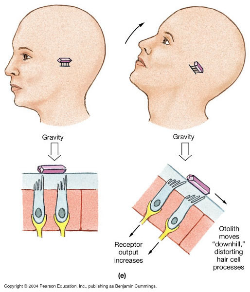 Figure: During translational (linear) acceleration, the inertia of the otolith membrane causes the otolith membrane to move (relative to the underlying structures), which exerts a shearing force on the hairs of the subjacent type 1 vestibular hair cells.  From http://www.as.miami.edu/chemistry/2008-1-MDC/2085/Chap-17_New/chap17.htm (accessed 2/25/2016).