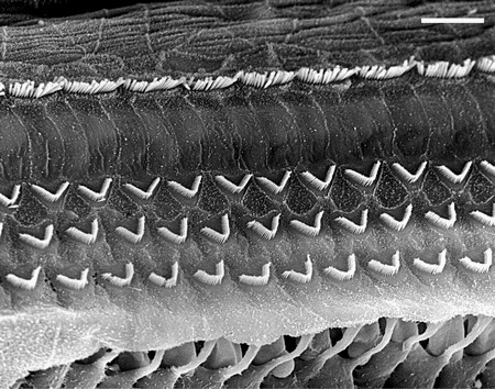 Figure: Electron micrograph of type 1 (inner) and type 2 (outer) cochlear hair cells.  From http://www.cochlea.eu/en/cochlea (accessed 4/25/23).