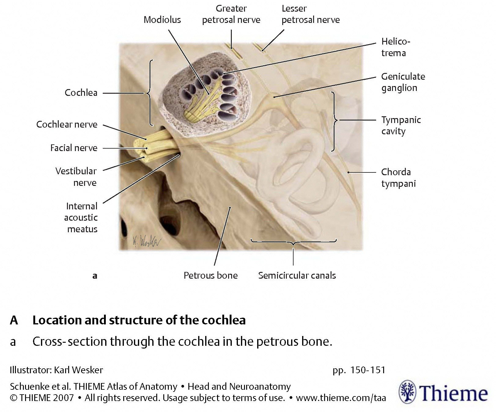 Figure: Illustration of the gross anatomical disposition of the cochlea in the temporal bone.  From Schunke et al. (2007).
