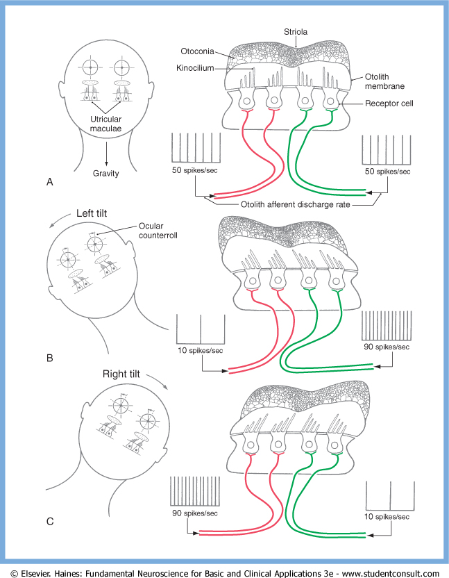 Figure: Illustration of the push-pull relationship between the utricles.  From Haines (2006).