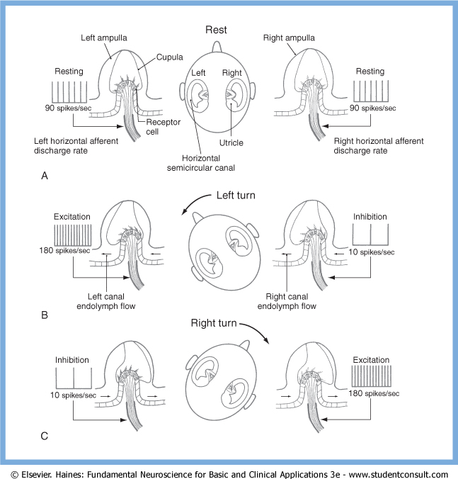 Figure: Illustration of the push-pull relationship between the horizontal semicircular canals.  From Haines (2006).