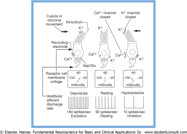 Figure: Ion channel activity in type 1 vestibular hair cells.  From Hanes (2006).