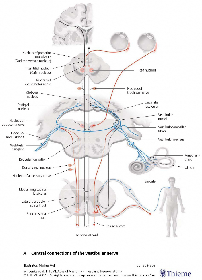 Figure: Major efferent projections from the vestibular nuclei.  From Schunke et al. (2007).