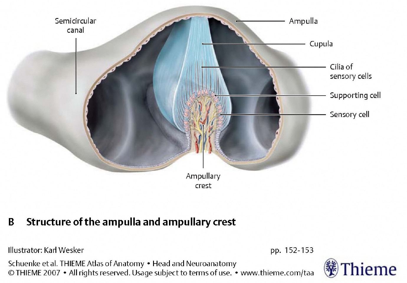 Figure: Morphology of the cupola in the semicircular canal.  From Schunke et al. (2007).