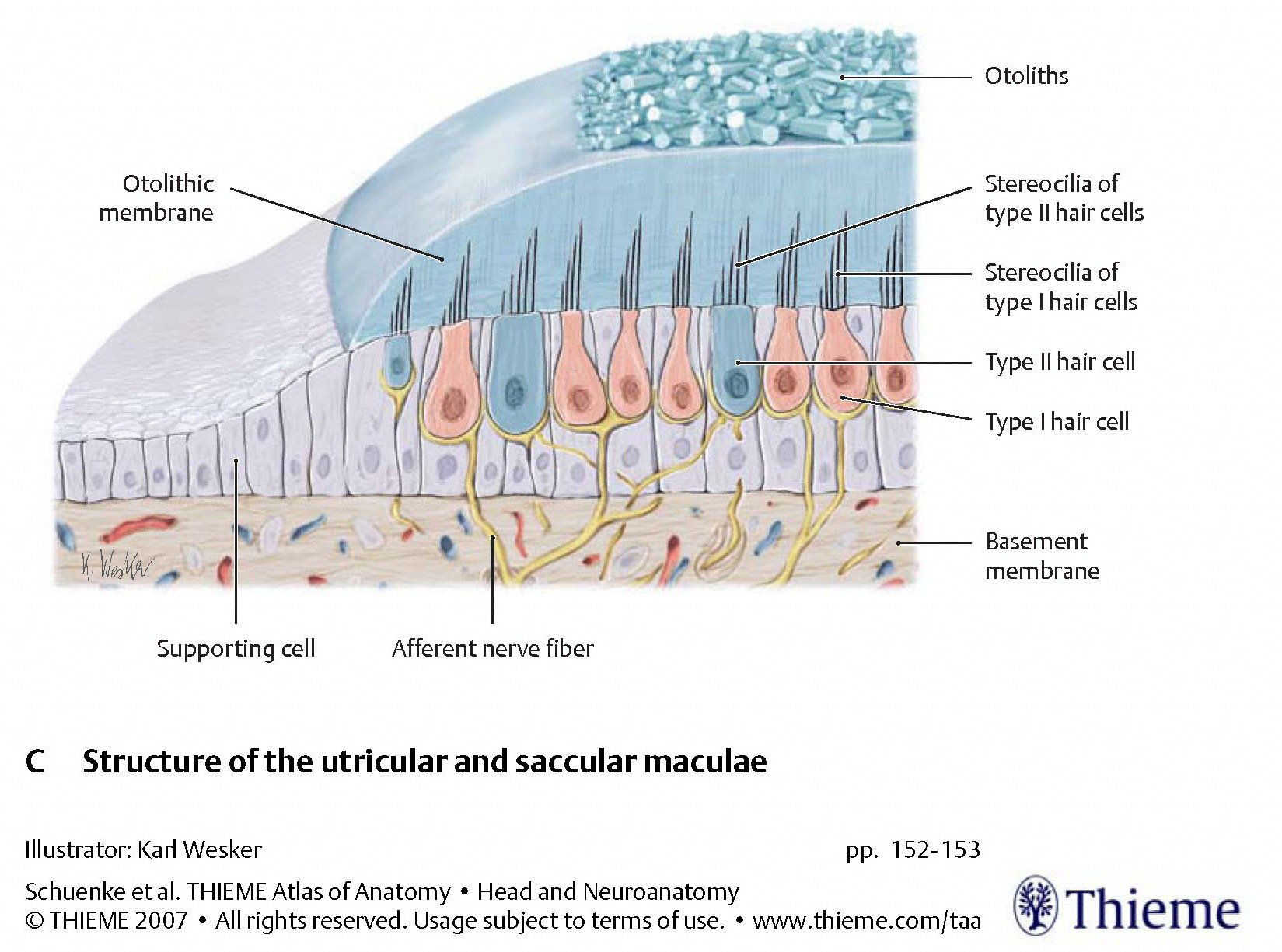 Figure: Morphology of the otolith organ.  From Schunke et al. (2007).