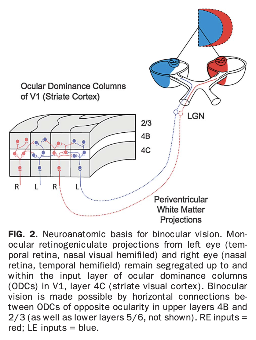 Figure: Neuroanatomic basis for binocular vision.  From Tychsen et al. (2010).