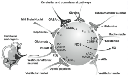 Figure: Neurotransmitters at synapses in the vestibular nuclei.  From Soto et al. (2013).