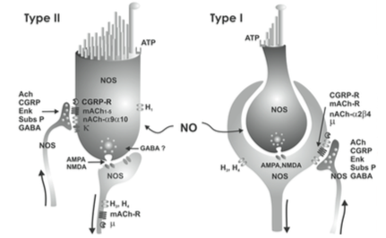 Figure: Neurotransmitters at synapses on vestibular hair cells.  From Soto et al. (2013).