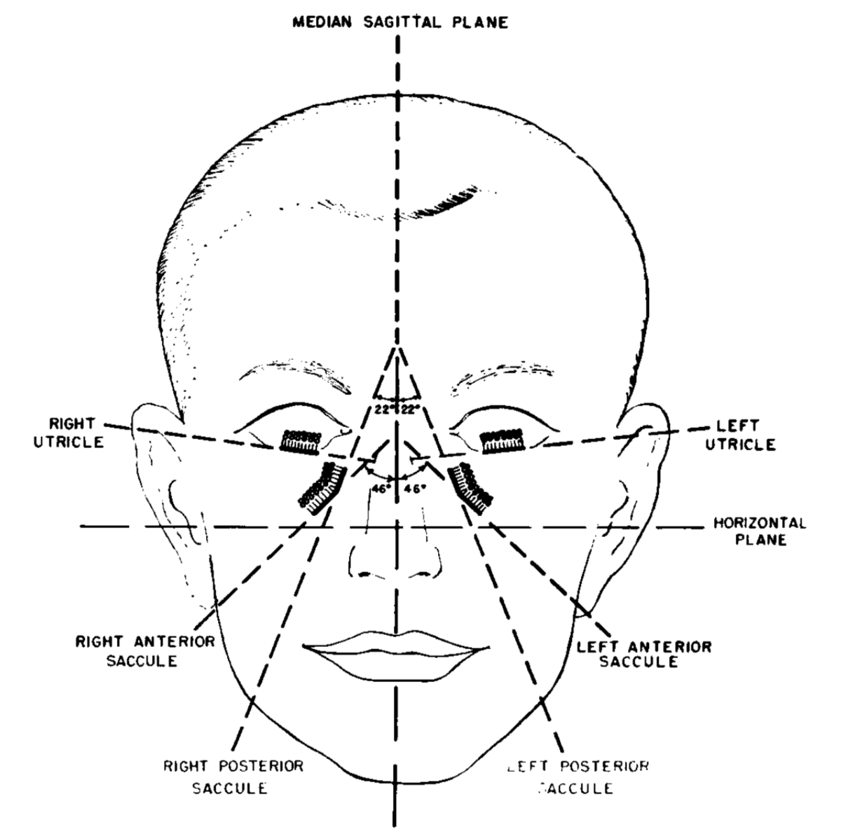 Figure: Orientation and planes of the otolith organs.  From Miller (1962).