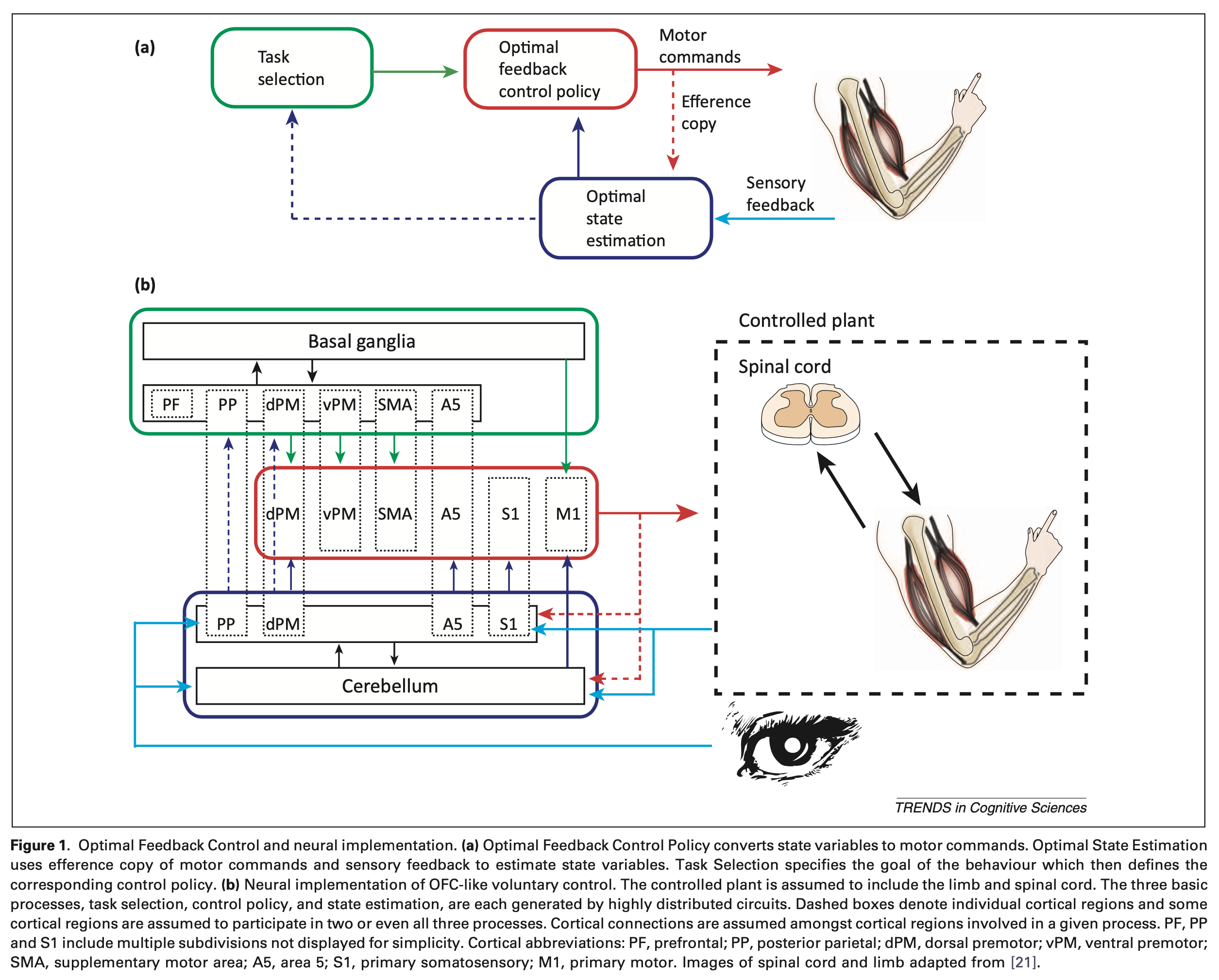 Figure: Possible neuroanatomy underlying internal modeling.  From Scott (2012).