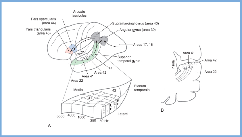 Figure: Projections from primary auditory cortex to other cortical areas.  From Haines (2006).