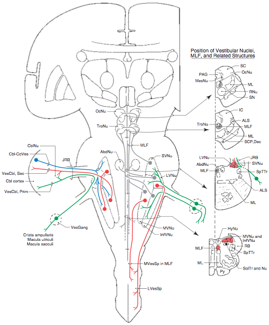 Figure: Projections of first order vestibular neurons.  From Hanes (2004).