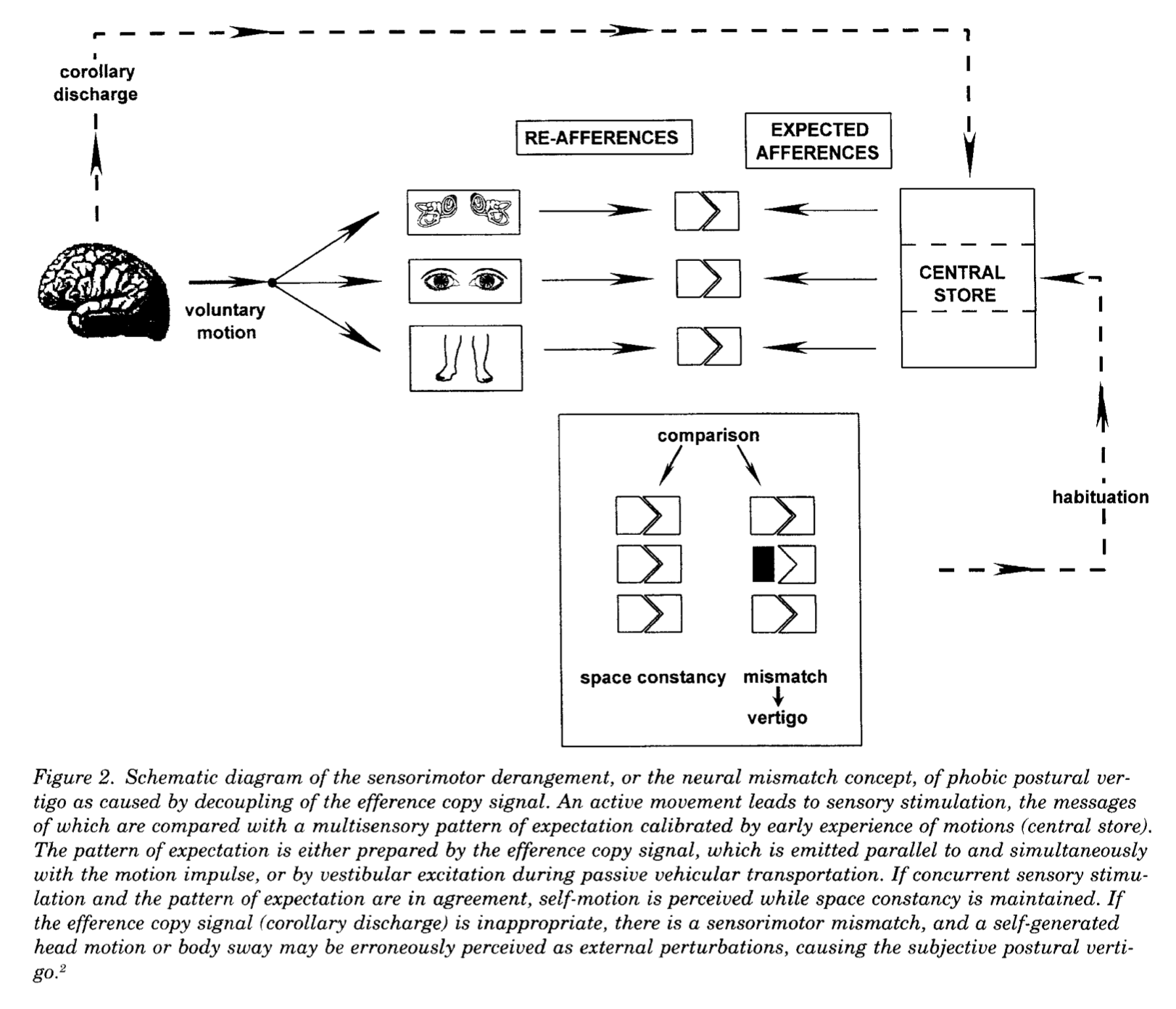 Figure: Schematic from Brandt (1996) depicting how phobic postural vertigo might arise from discrepancies between planned motion ("efference copy") and perception of actual motion ("afference").