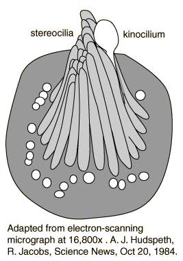 Figure: Schematic of a cochlear hair cell, with its stereocilium and kinocilia.  From http://www.feilding.net/sfuad/musi3012-01/html/lectures/006_hearing_I.htm (accessed 2/25/2016).